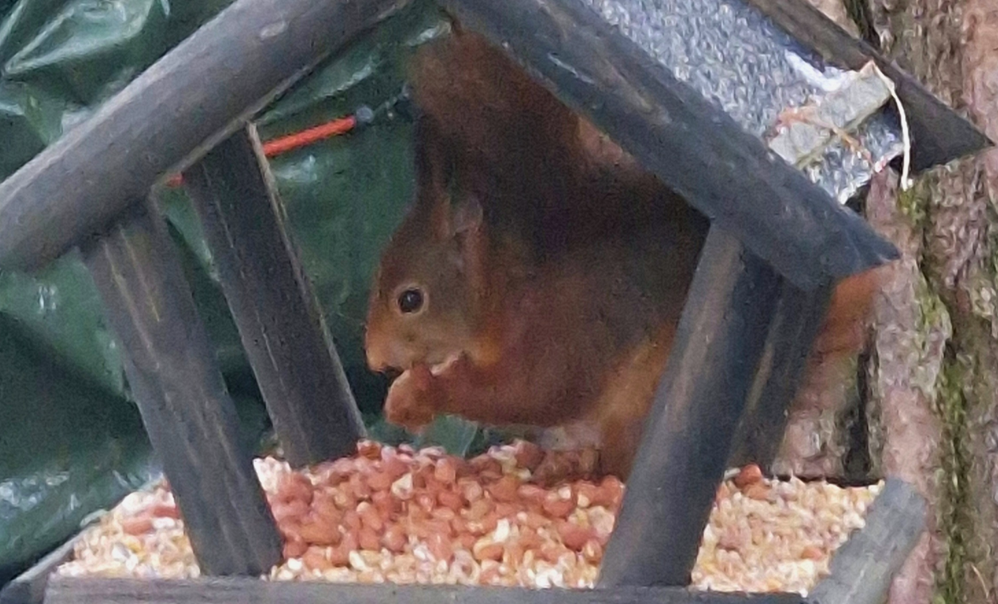 Eekhoorn verrast in vogelvoederhuisje: onverwachte wintergast steelt de show